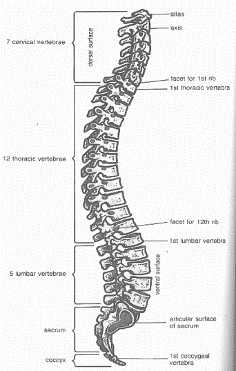 picture of your spine